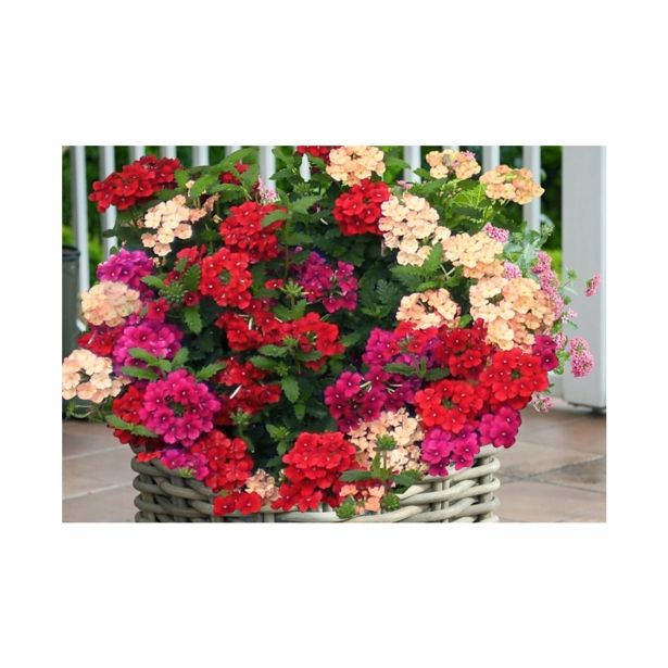 VERBENA VOLMARY HYBRIDA-VECTURA L10.5