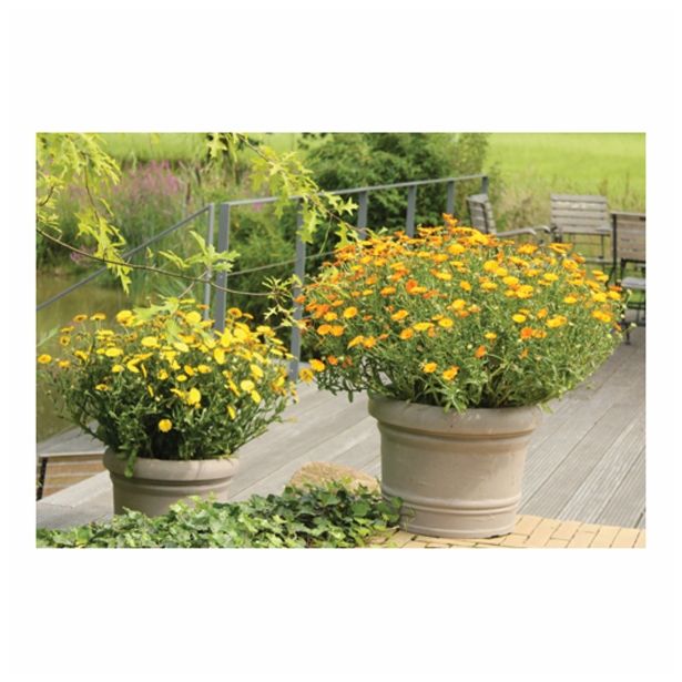 STRUKTURNA CVETOČA RASTL. VOLMARY BALKONSKI OGNJIČ L12