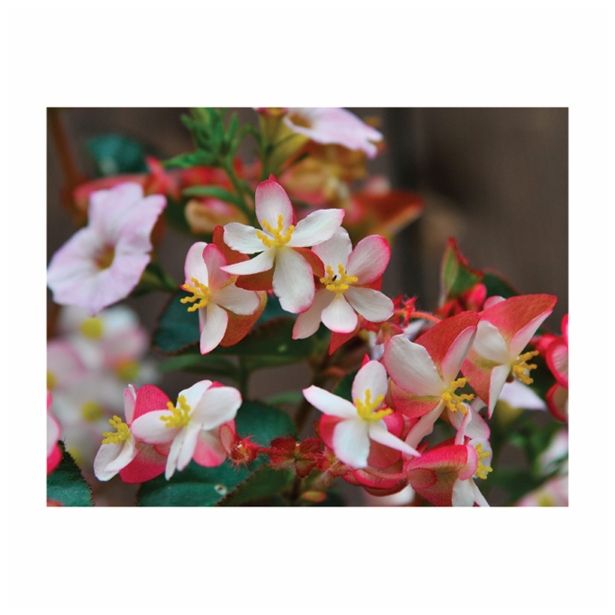 BEGONIJA VOLMARY X HYBRIDA BRAVEHEART L12