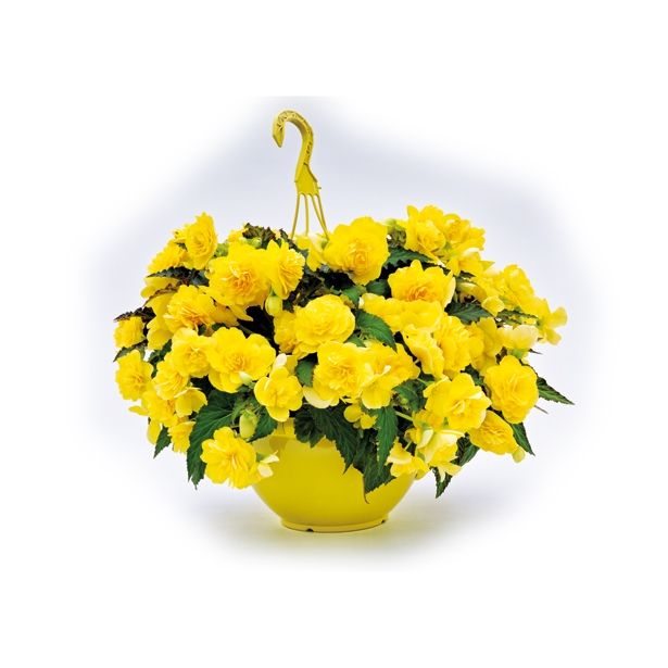 BEGONIJA VOLMARY X TUBERHYBRIDA NONSTOP JOY L12