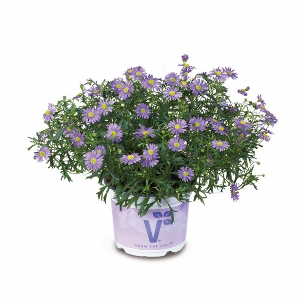 STRUKTURNA CVETOČA RASTL. VOLMARY BRACHYSCOME X MULTIFIDA BALOU BLUE COLOURS L12