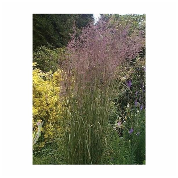 OKRASNA TRAVA VOLMARY CALAMAGROTIS ACUTIFLORA L11