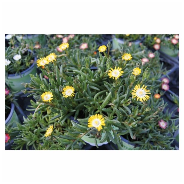 ENOLETNICA VOLMARY DELOSPERMA