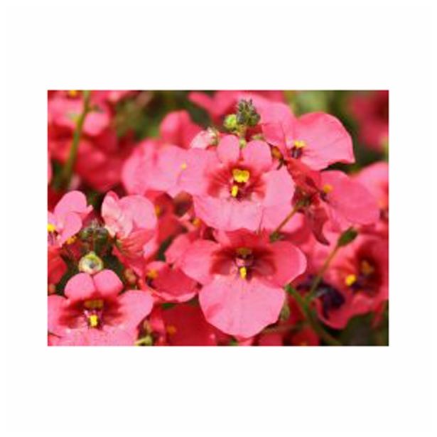 STRUKTURNA CVETOČA RASTL. VOLMARY DIASCIA ELEGANS DIVARA L12