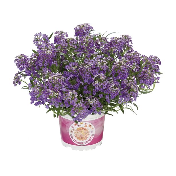 BEGONIJA VOLMARY DIŠEČE RASTLINE L12