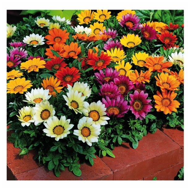 ENOLETNICA VOLMARY GAZANIA X RIGENS IMPRESSA F1 MIX