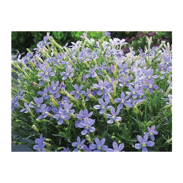 BEGONIJA VOLMARY LAURENTIA AXILLARIS MINTAKA L12