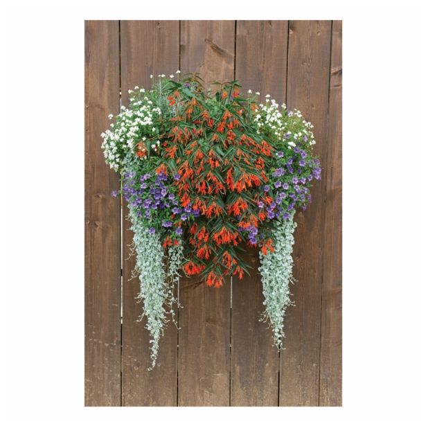 STRUKTURNA CVETOČA RASTL. VOLMARY NEMESIA X HYBRIDA ANGELART L12