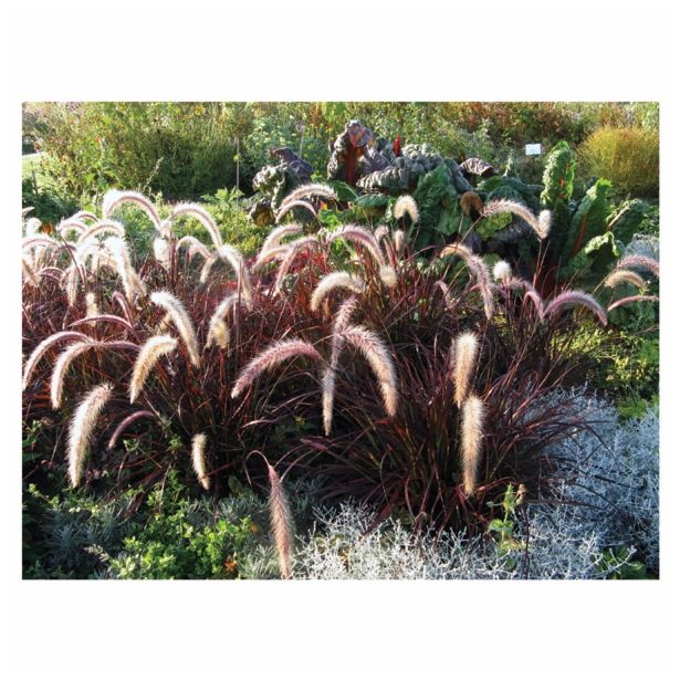 OKRASNA TRAVA VOLMARY PENNISETUM GLAUCUM PURPLE BARON L11