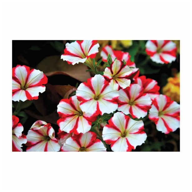 PETUNIJA VOLMARY X ATKINSIANA PEGASUS SPECIAL RED STAR