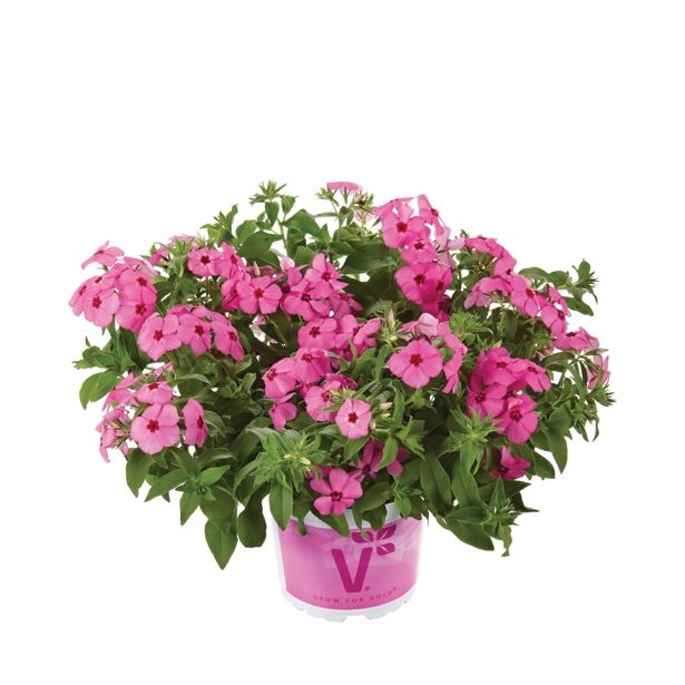 SEZONSKA RASTLINA VOLMARY PHLOX X HYBRIDA CAROLINE