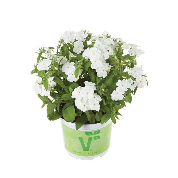 SEZONSKA RASTLINA VOLMARY PHLOX X HYBRIDA CAROLINE
