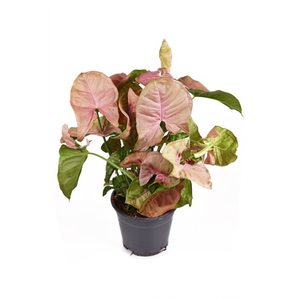 SOBNA ZELENA RASTLINA SINGONIJ NEON ROBUSTA L14