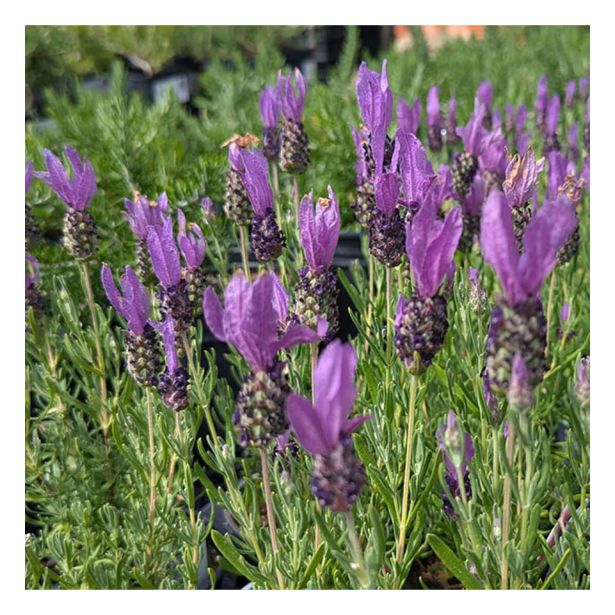 SIVKA FRANCOSKA GREAT ADVENTURE L17 CM