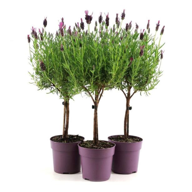 SIVKA FRANCOSKA NA STEBLU L12 CM