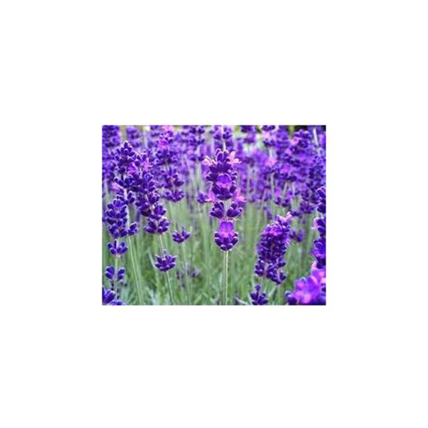 SIVKA OZKOLISTNA AROMATICO BLUE L13 CM