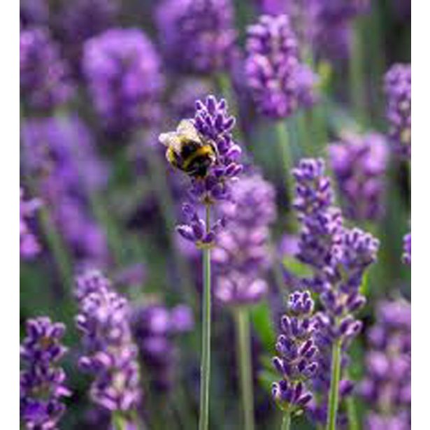 SIVKA OZKOLISTNA HIDCOTE BLUE L17 CM