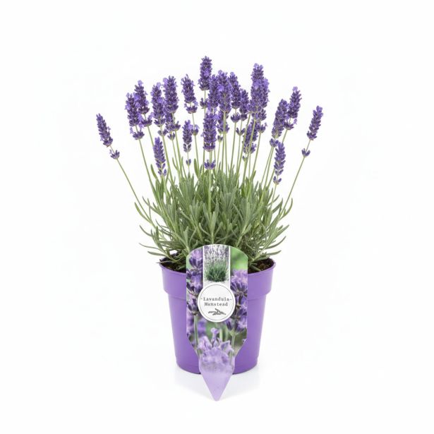 SIVKA OZKOLISTNA L1 2 CM