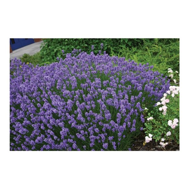 SIVKA VOLMARY LAVANDULA ANGUSTIFOLIA HIDCOTE BLUE L12