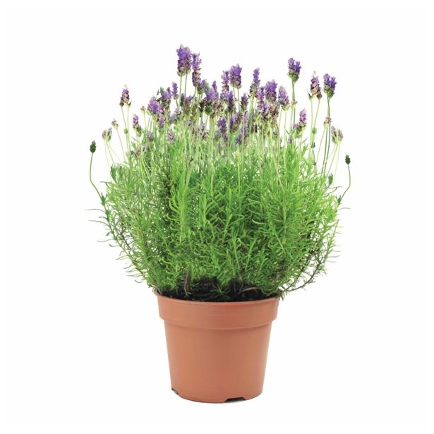 SIVKA VOLMARY LAVANDULA ANGUSTIFOLIA HIDCOTE BLUE L17