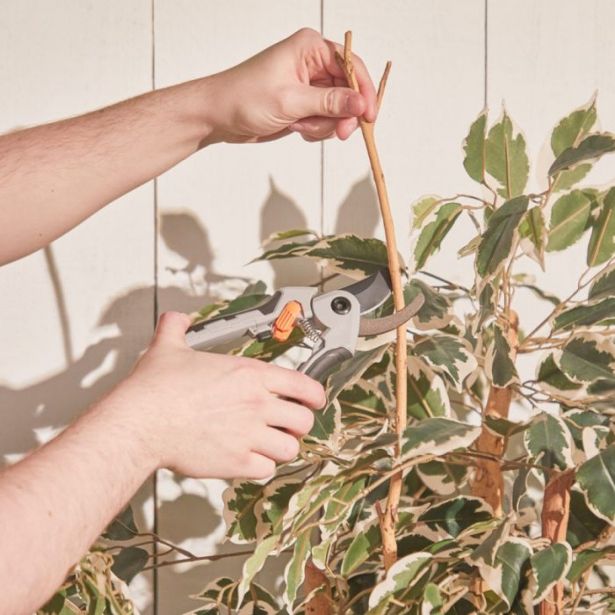 ŠKARJE ZA VEJE VONHAUS SET ZA OBREZOVANJE