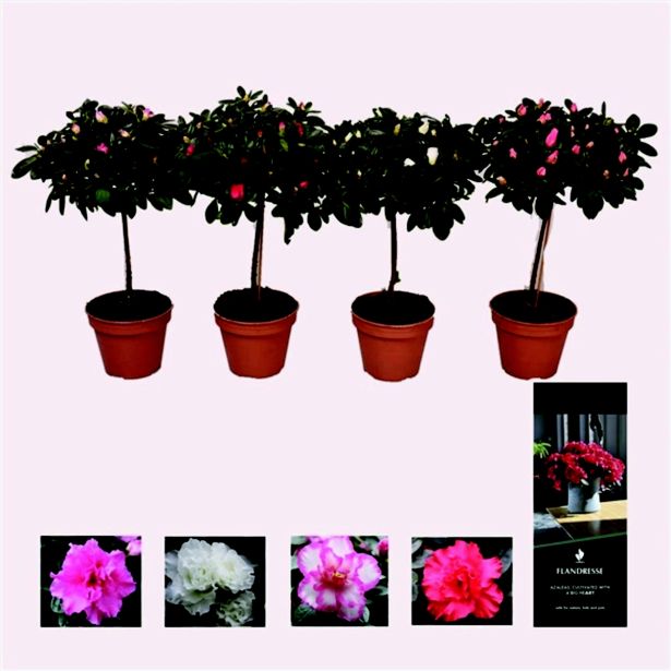 CVETOČA RASTLINA SLEČ L13