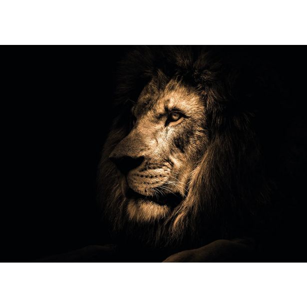 SLIKA STYLER LION STEKLENA 70X100 GL247