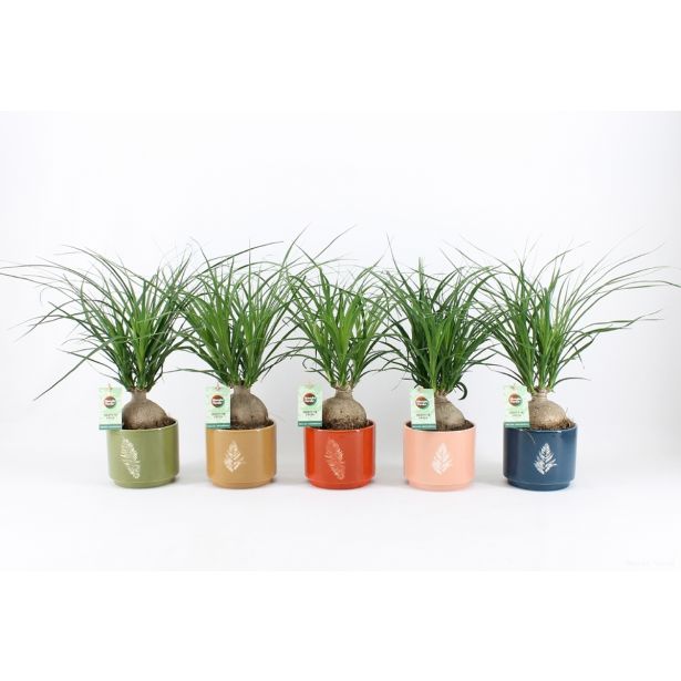 SLONOVA NOGA V OKRAS. LONCU MIX L14