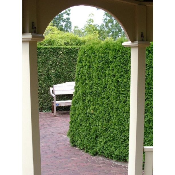 TUJA SMARAGDNI KLEK L21