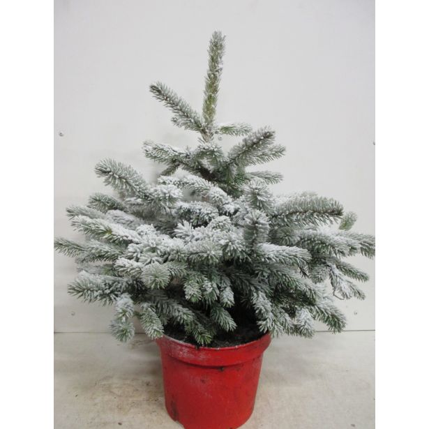 SMREKA BODEČA SUPER BLUE L19 VIŠ 20CM