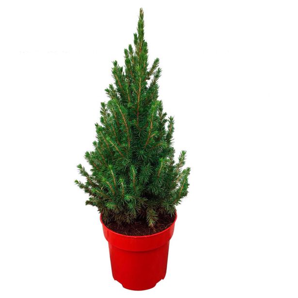 SMREKA PERFECTA L21 VIŠ 75CM