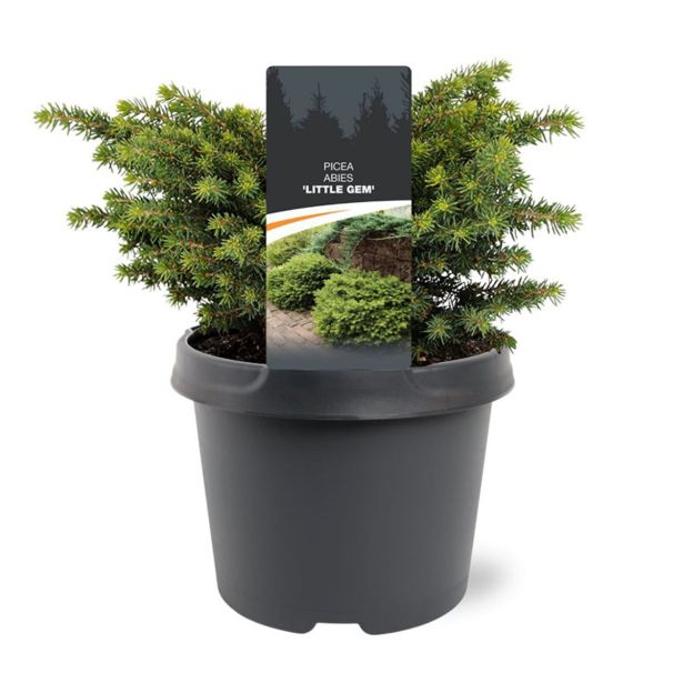 SMREKA PICEA ABIES LITTLE GEM L3 L