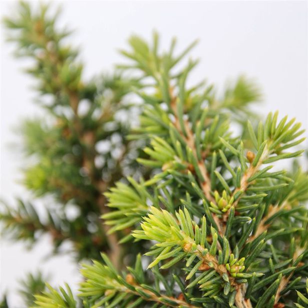 SMREKA PICEA ABIES LITTLE GEM L3 L