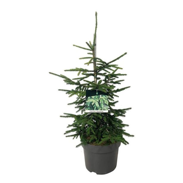 SMREKA PICEA AUREASPICATA L26 CM