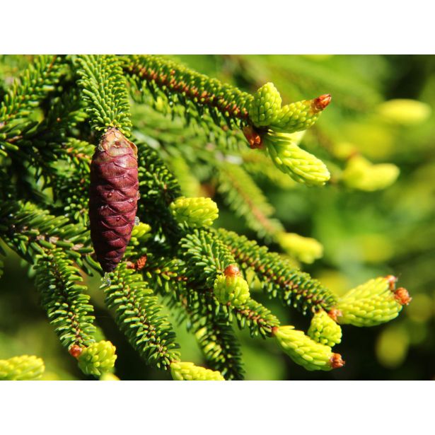 SMREKA PICEA AUREASPICATA L26 CM