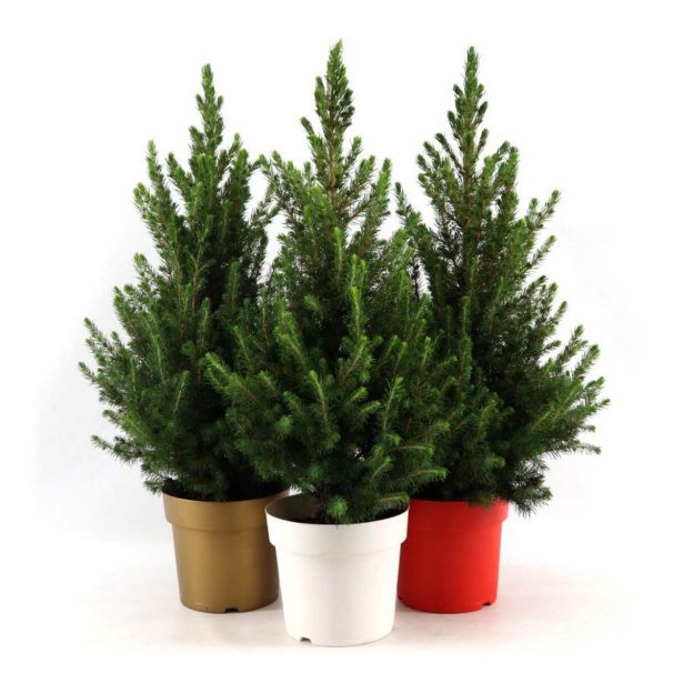 SMREKA PICEA GLAUCA DECEMBER L19 CM