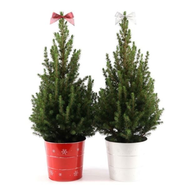 SMREKA PICEA GLAUCA DECEMBER V OKRAS. LON. L19 CM