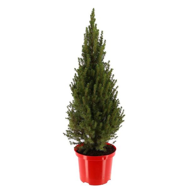 SMREKA PICEA GLAUCA PERFECTA L27 CM