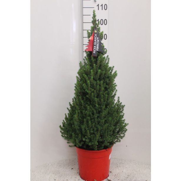 SMREKA PICEA GLAUCA PERFECTA L27 CM
