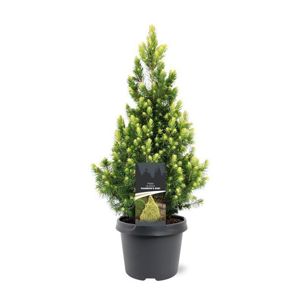 SMREKA PICEA GLAUCA RAINBOWS END L19 CM
