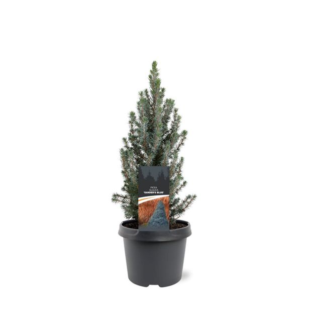 SMREKA PICEA GLAUCA SANDERS BLUE L3 L