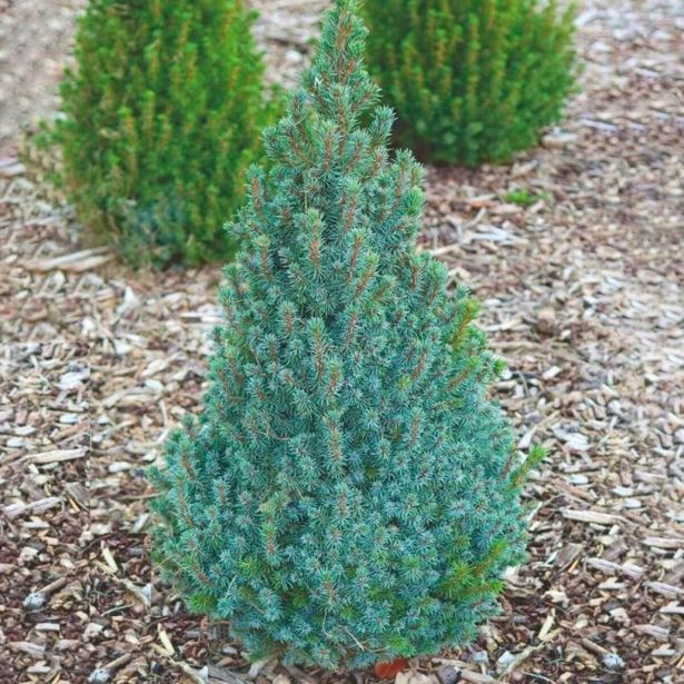 SMREKA PICEA GLAUCA SANDERS BLUE L23 CM