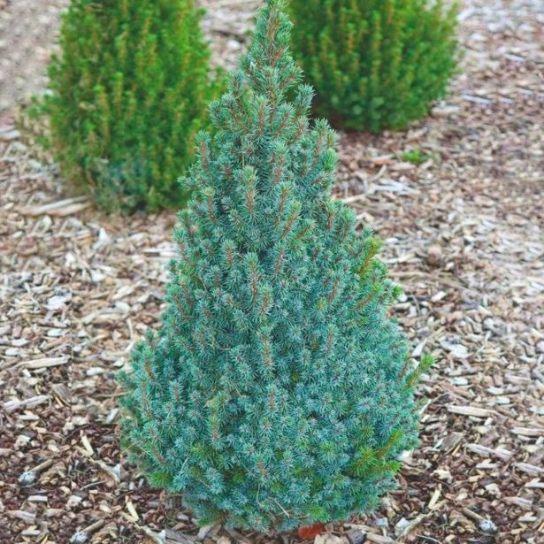 SMREKA PICEA GLAUCA SANDERS BLUE L23 CM
