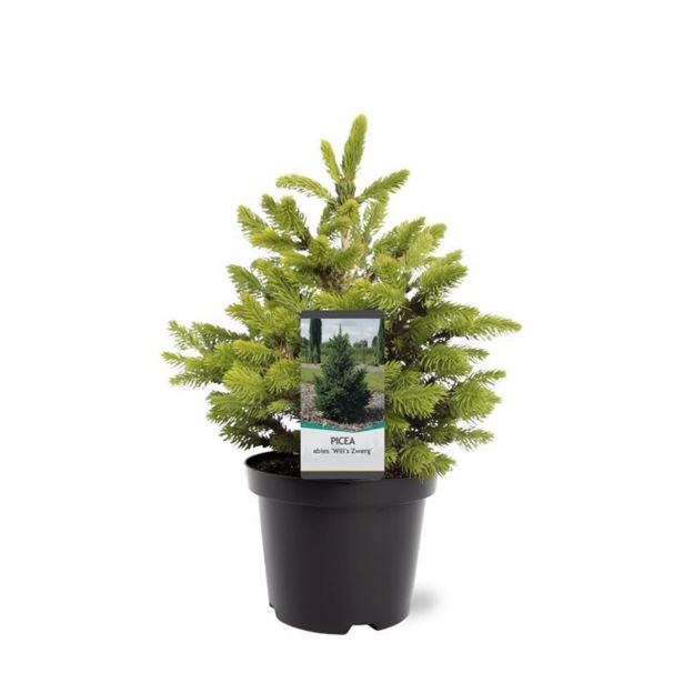 SMREKA WILLS ZWERG L23 VIŠ 40CM