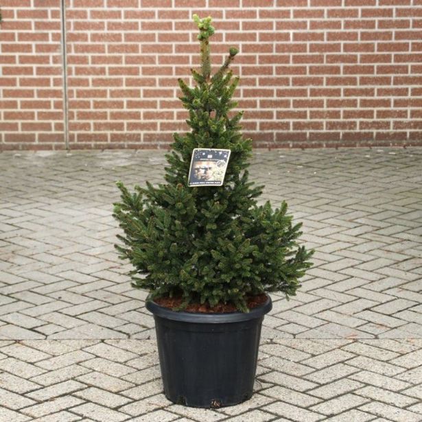 SMREKA WILLS ZWERG L23 VIŠ 40CM