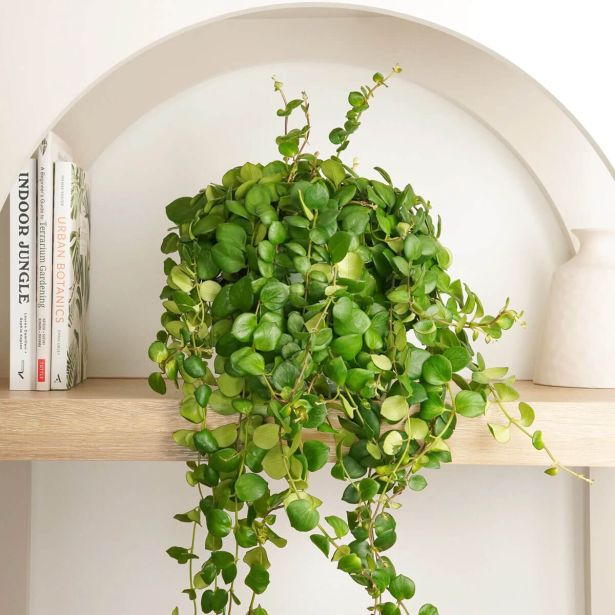 SOBNA ZELENA RASTLINA AESCHYNANTHUS PINK POLKA VISEČI LONEC L17 CM