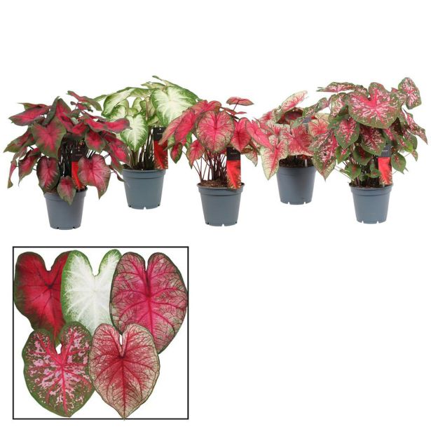 Sobna Zelena Rastlina Caladium L17 Cm - Merkur.si