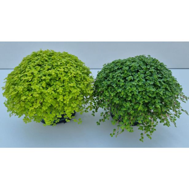 SOBNA ZELENA RASTLINA DRUŽINSKA SREČA L11 CM