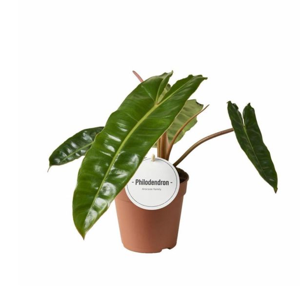 SOBNA ZELENA RASTLINA FILODENDRON BILLIETIAE L12 CM