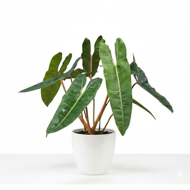 SOBNA ZELENA RASTLINA FILODENDRON BILLIETIAE L12 CM